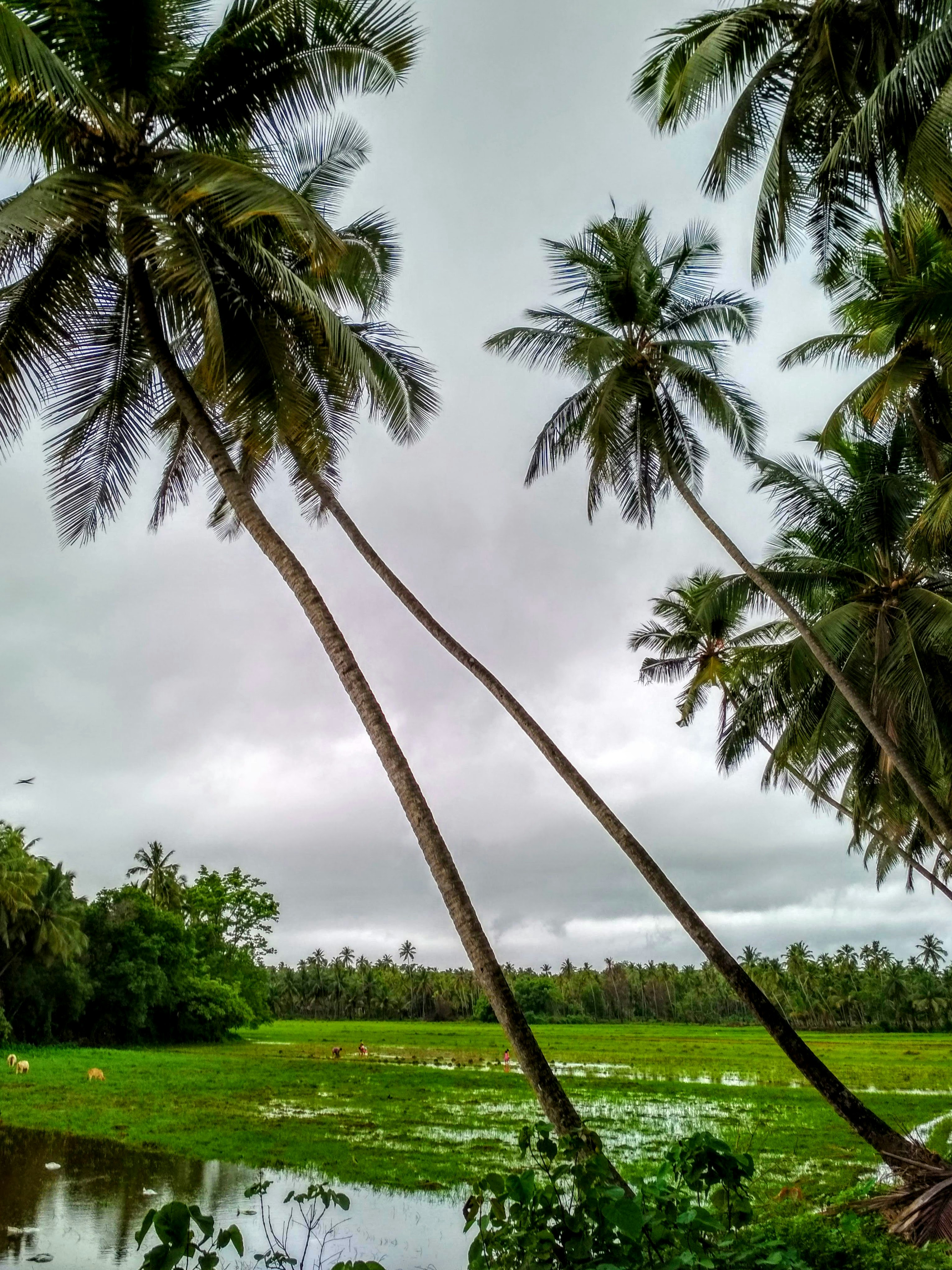 green palm tree on green grass field during daytime